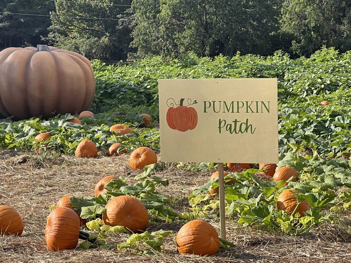 Visitors to Pumpkins at Callaway can admire the pumpkin patch before heading into the corn maze. The attraction is set to run through Oct. 30.