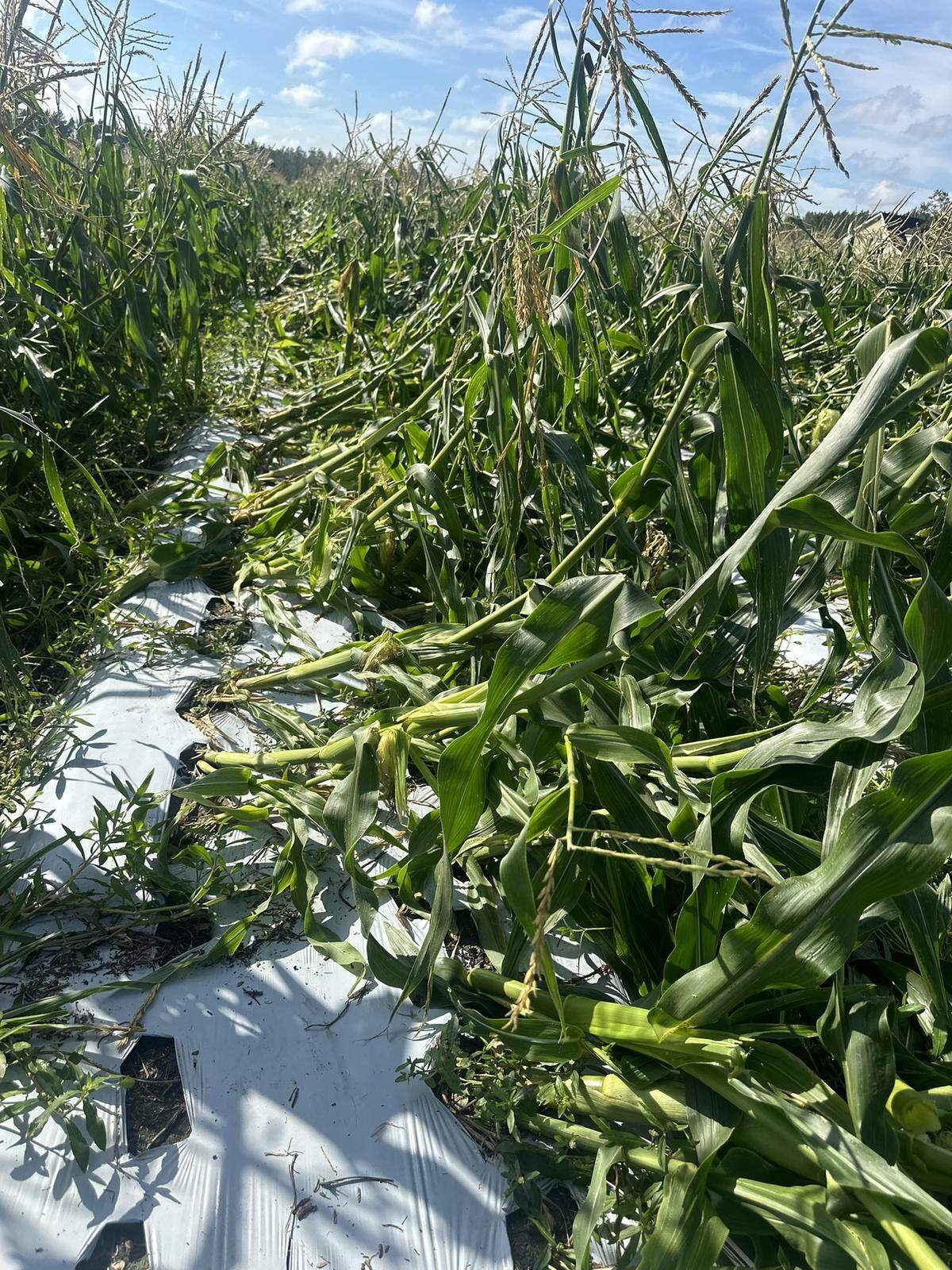 Green bean crops that will not recover from Hurricane Helene wind damage on TJ Moore’s farm