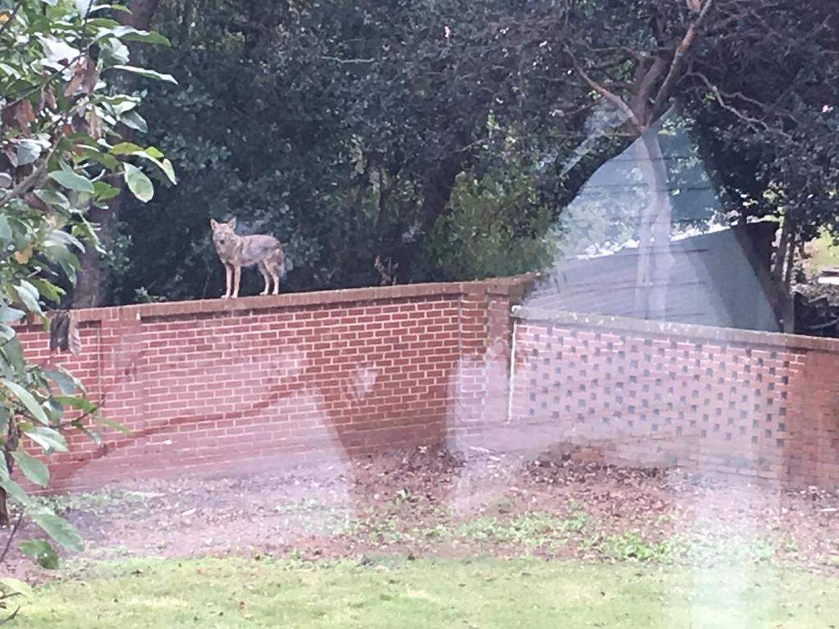 This is a photo taken by an Overlook resident in October of coyotes roaming through a backyard.