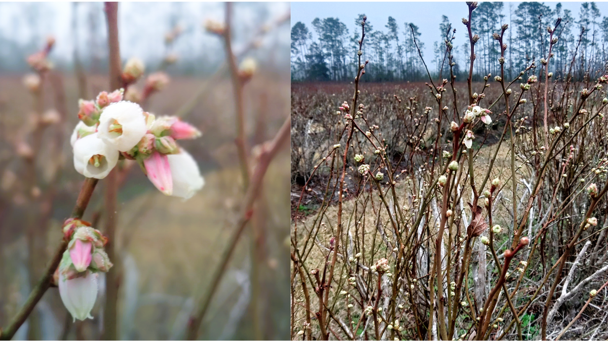 ‘Georgia Dawn’ blueberry grown at UGA Blueberry Research farm, Alapaha, Georgia ripens early in to ‘pink bud stage’, or stage 4. These flower buds at advanced stages are susceptible to freezing damage. Feb. 11, 2025
