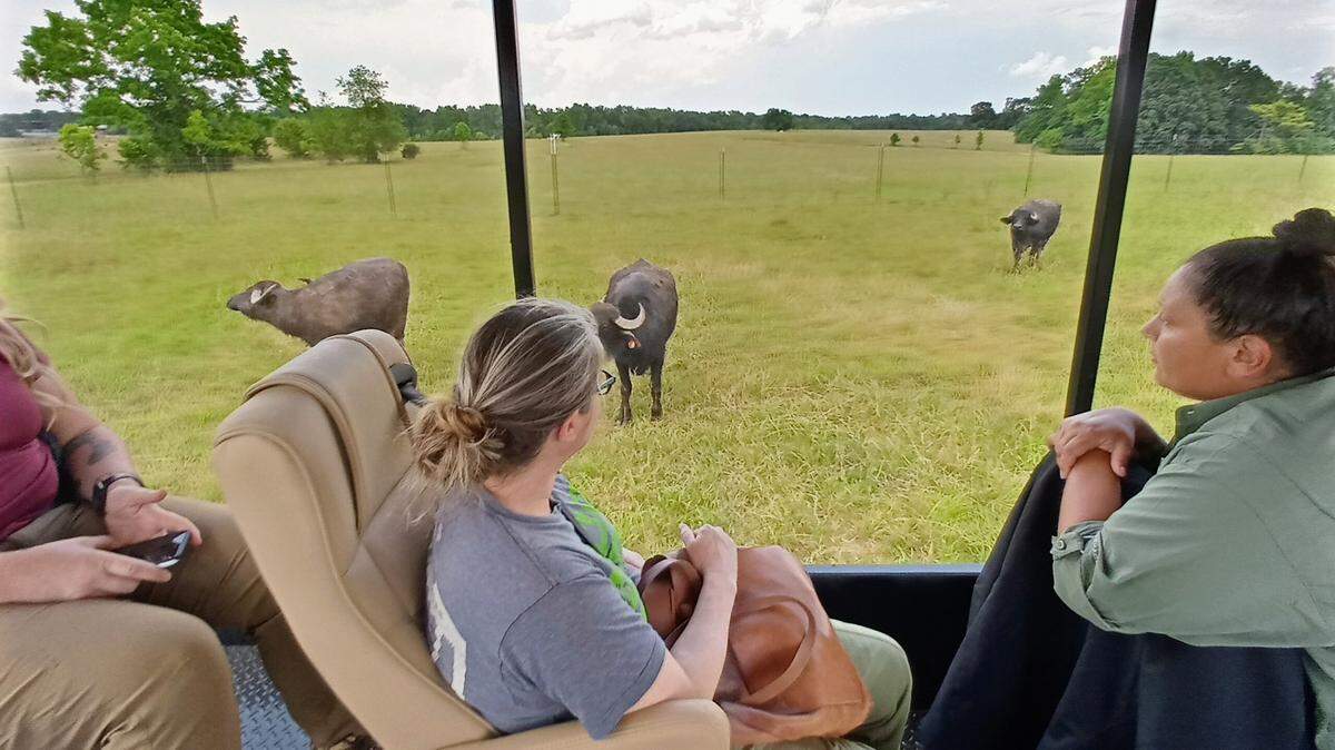 Asian water buffalo are one of many grassland species you’ll see on the guided safari tour at the Georgia Safari Conservation Park. (Courtesy of Blake Guthrie)