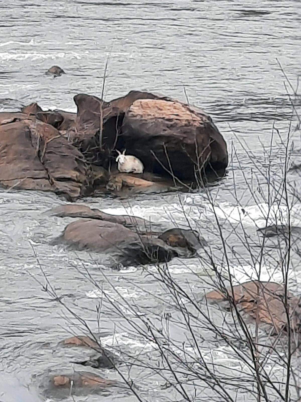 Hoochee the Aquatic Goat has become very well known after venturing out onto the rocks in the Chattahoochee River in Columbus, Georgia.