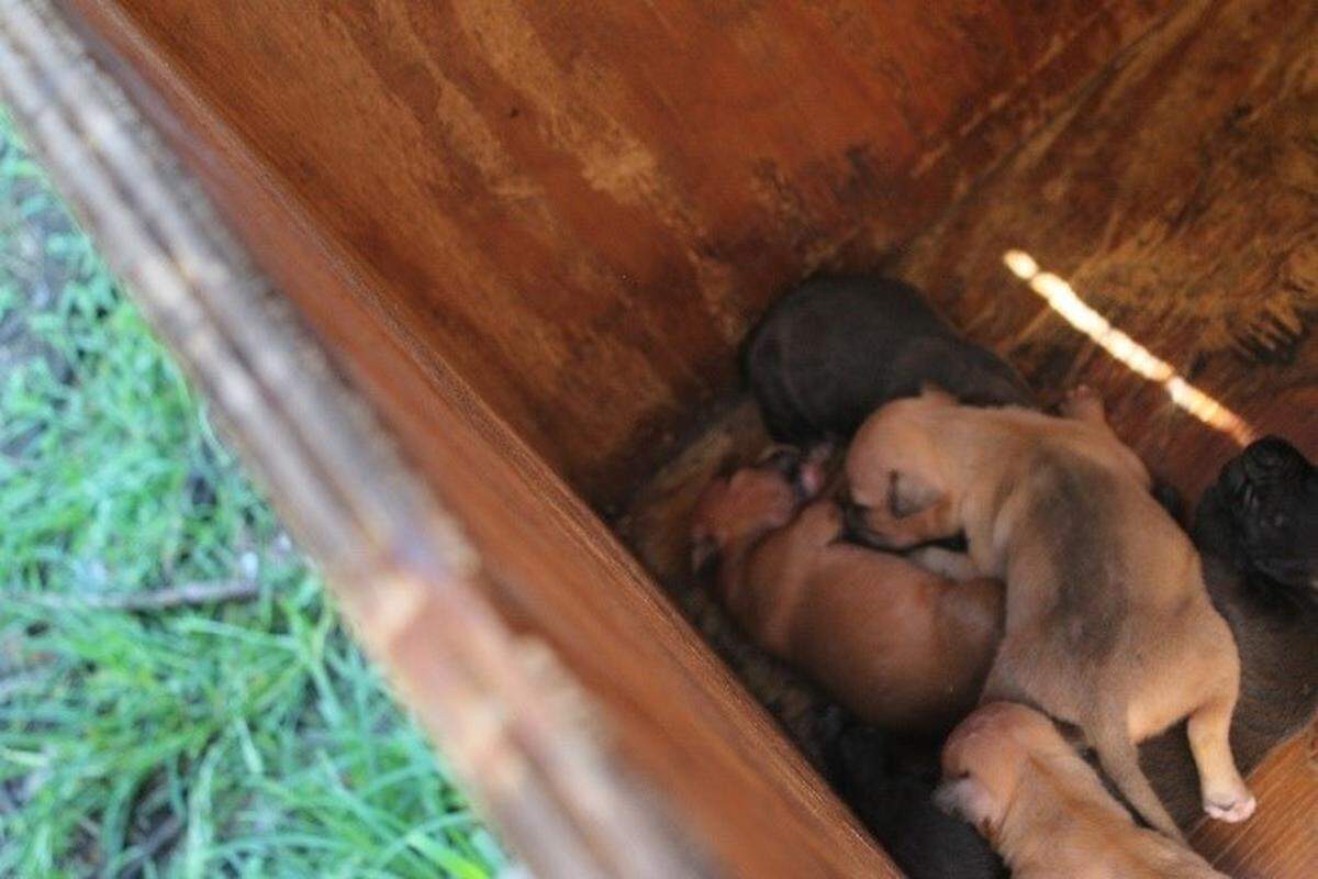 Columbus Police said they served a search warrant on May 28 in the 500 block of Chesterfield Avenue after a tip about several dogs being chained outside without proper shelter or access to water.