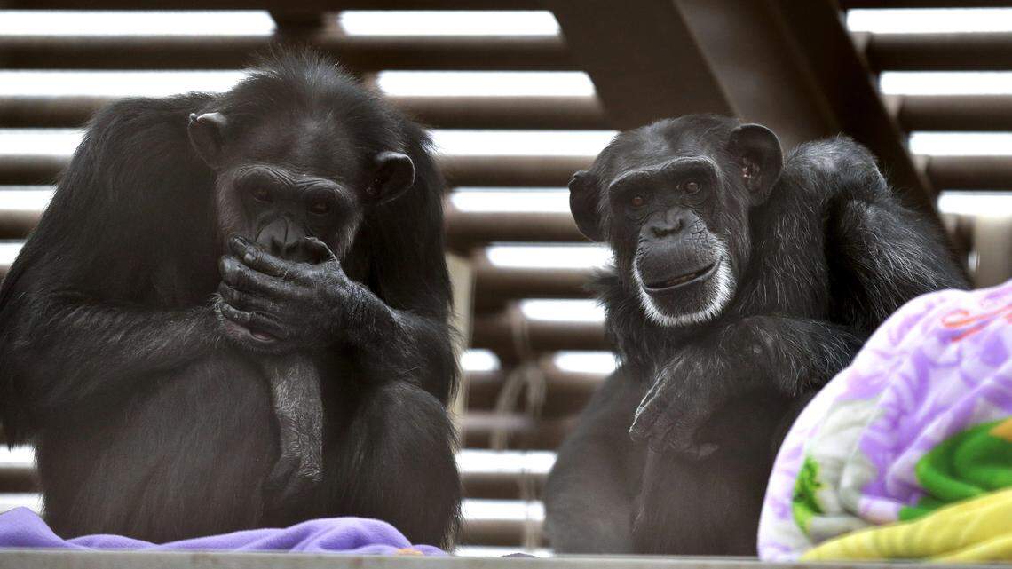 A new study from NC State found higher levels of fecal oral and skin bacteria in human beds compared to those found in wild chimpanzees. Chimps tend to make their own beds daily, which may keep them sleeping tidy.