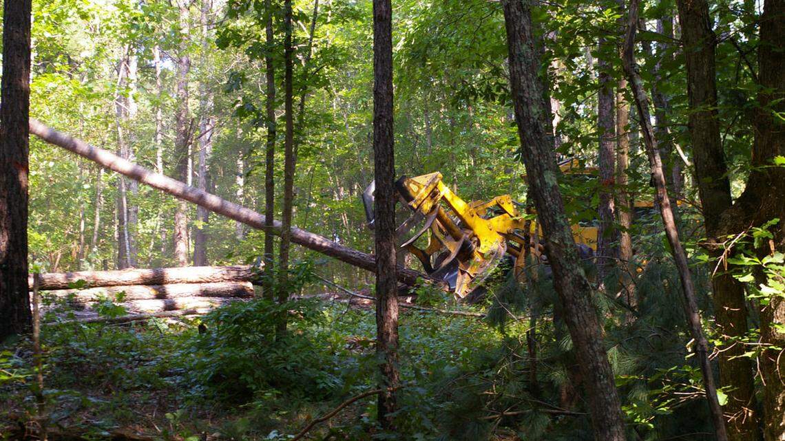 How green is biomass in Georgia? Enviva’s bankruptcy highlights cracks in the industry