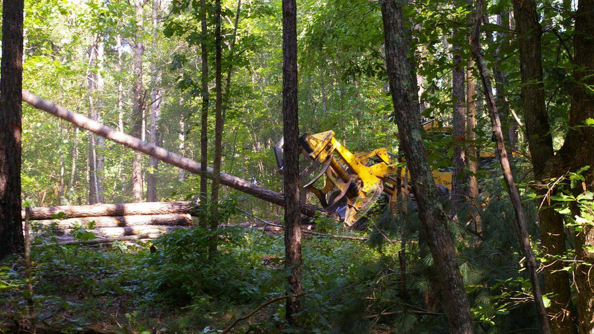 Timber harvested for biomass. These trees could be used for a variety of products including paper, cardboard, or bioenergy--wood pellets