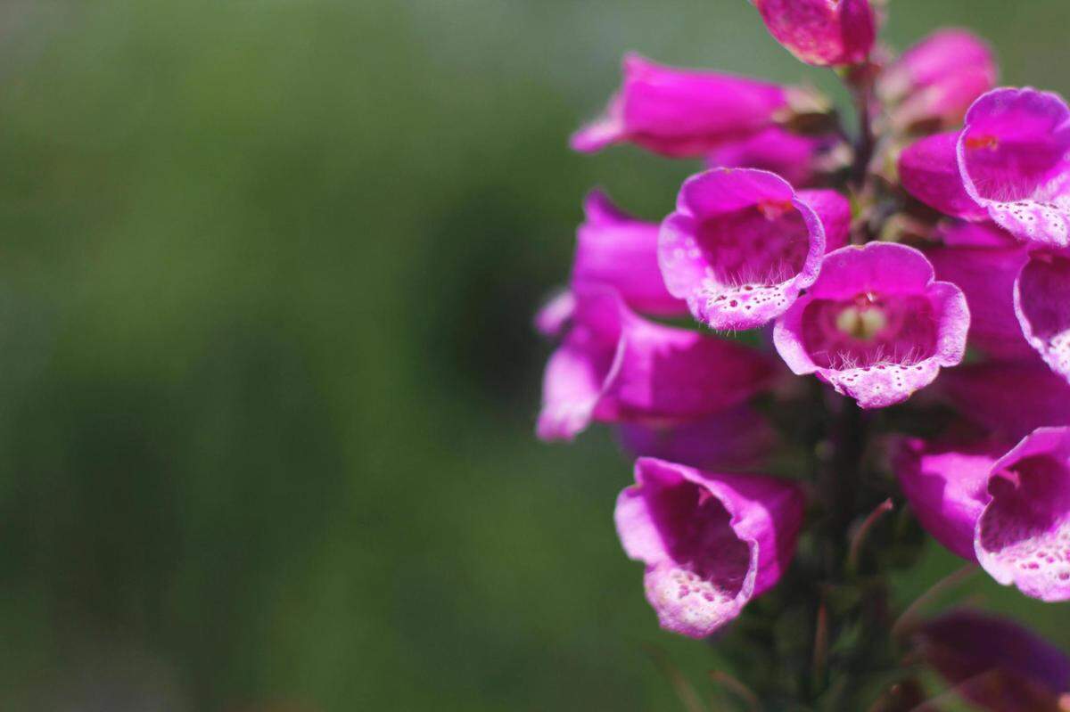  https://www.pexels.com/photo/purple-flowers-899564/