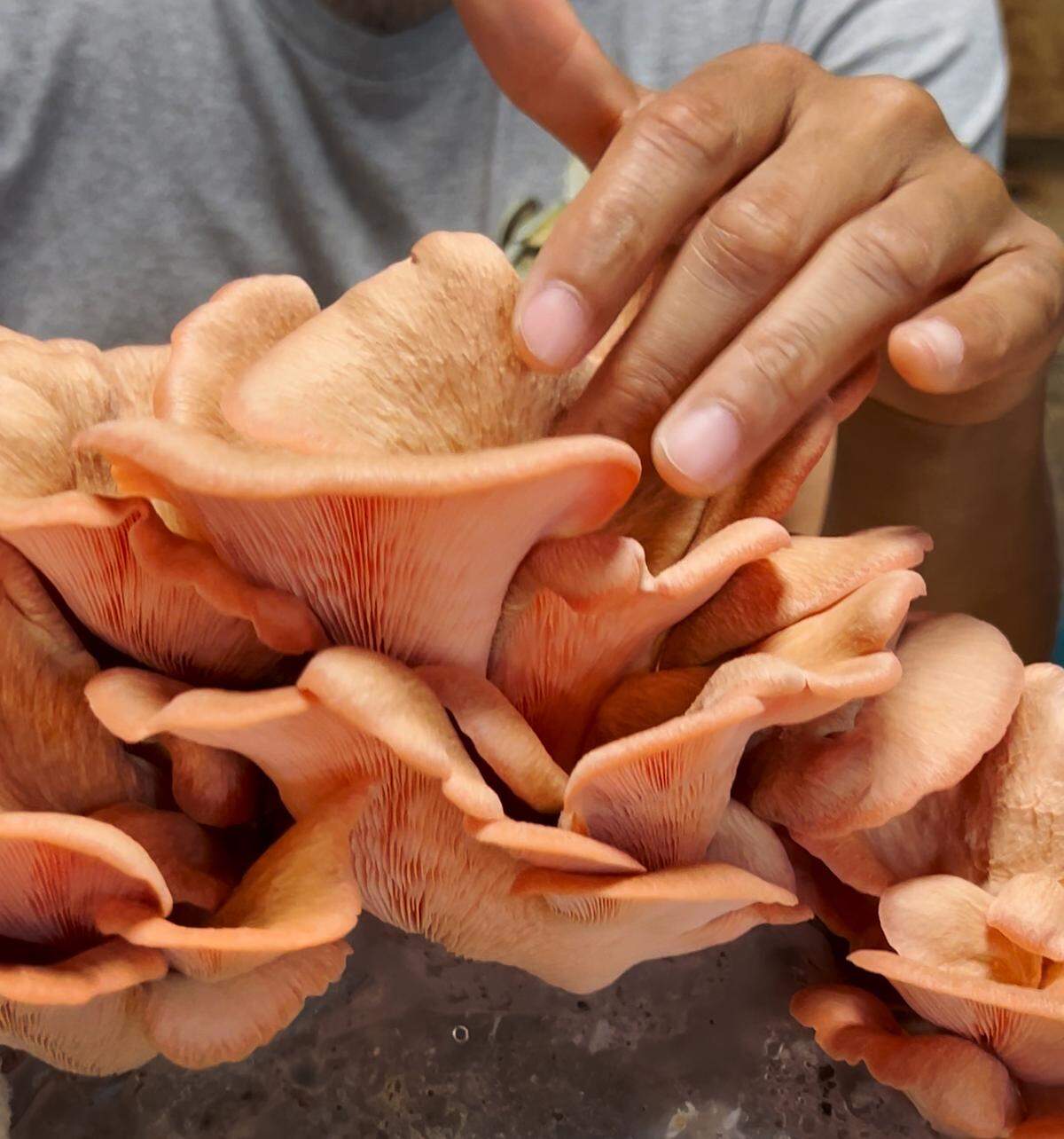 Marcus Smith, owner of Marc’s Gourmet Mushrooms in Columbus, began growing mushrooms during the start of the ​COVID-19 pandemic in 2020, he told the Ledger-Enquirer. He grows gourmet mushrooms full-time now, selling them at Market Days and other markets in Columbus and Opelika.