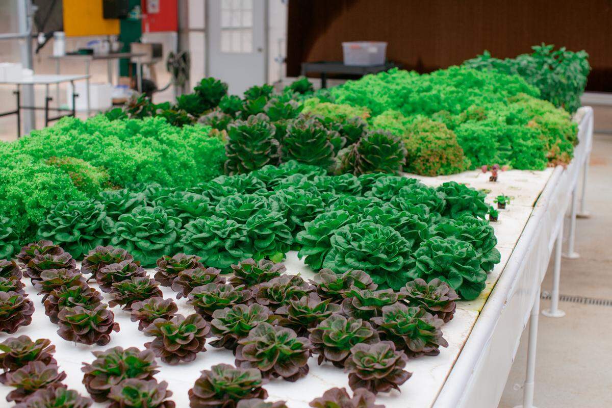Varieties of lettuce at grown aquaponically at Blackbird Farm. The lettuce receives nitrogen from fish that swim in the water at Blackbird Farm. Varieties include: Round leaf red and green (Salanova Bibb), Oakleaf (Frilly) orange, red, spring mix, and romaine varieties.