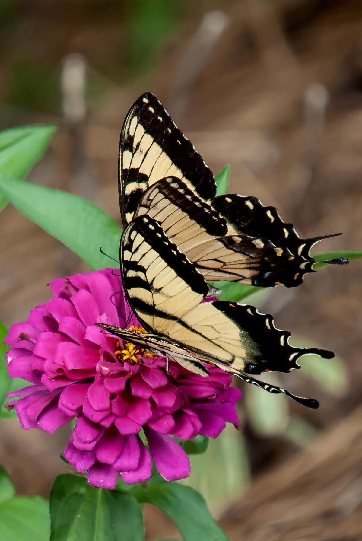 Two Eastern Tiger Swallowtail butterflies feast together on Uproar Rose zinnia.