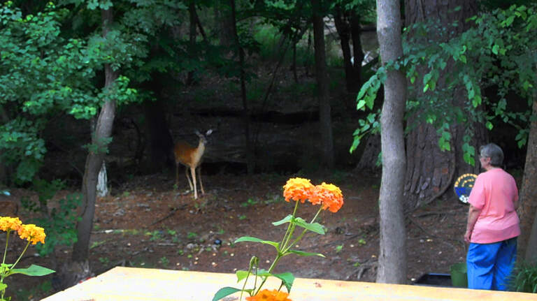This Columbus yard is a fairy tale when ‘Snow White’ calls for her herd of deer