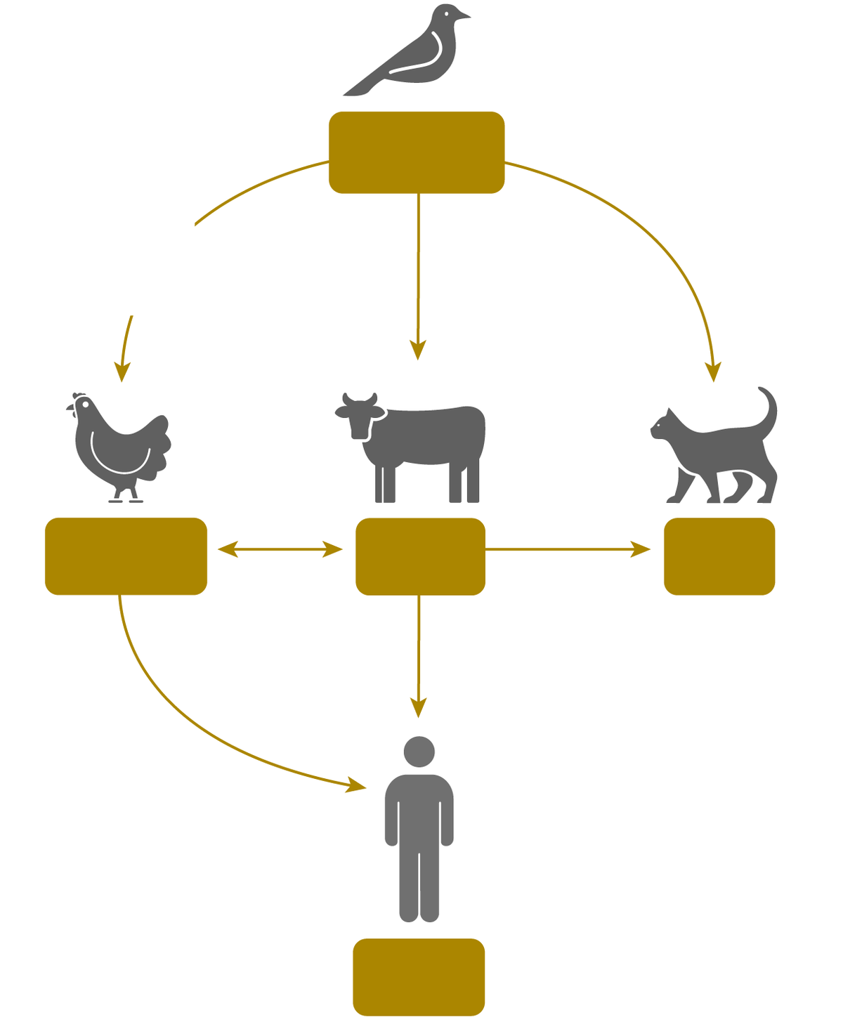 Get to know the cycle of infection for the bird flu
