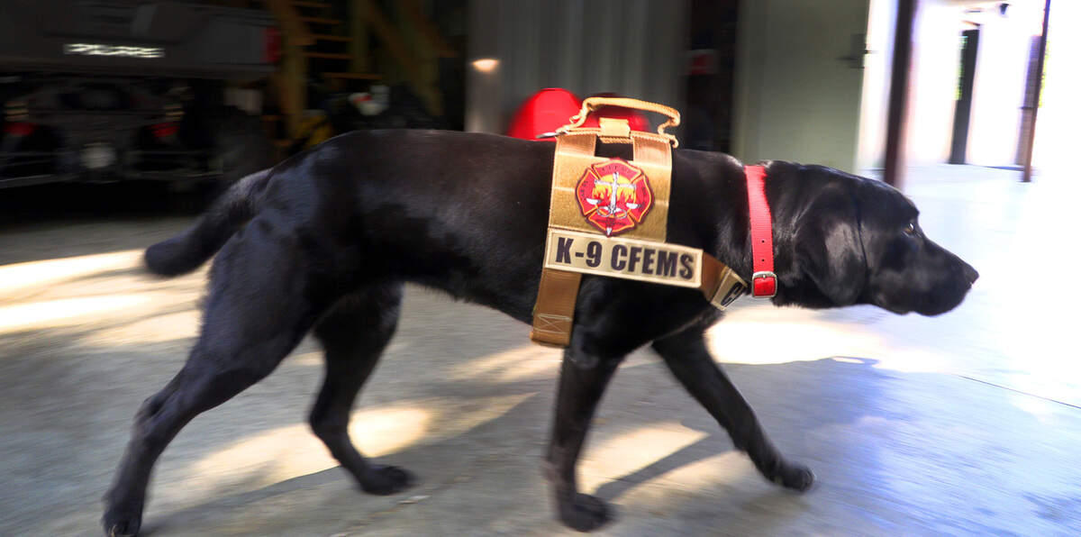 Carter has been trained to detect accelerants and now works with Sgt. Robert Collins, a fire investigator with Columbus Fire and Emergency Medical Services in Columbus, Georgia. 06/08/2022