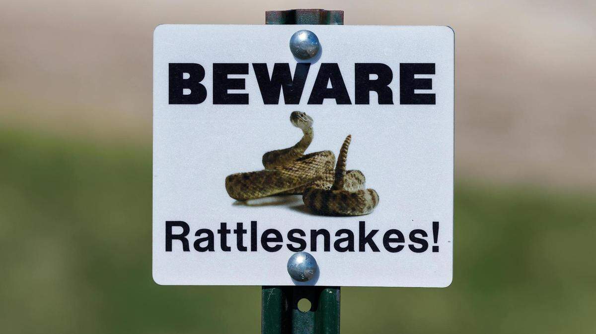 Snakes won’t chase you up a tree, but many have the ability.