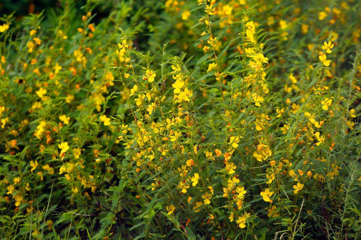 This pollinator research area is located underneath the right-of-way solar array that’s located along I-85 near exit 14 in LaGrange, Georgia.