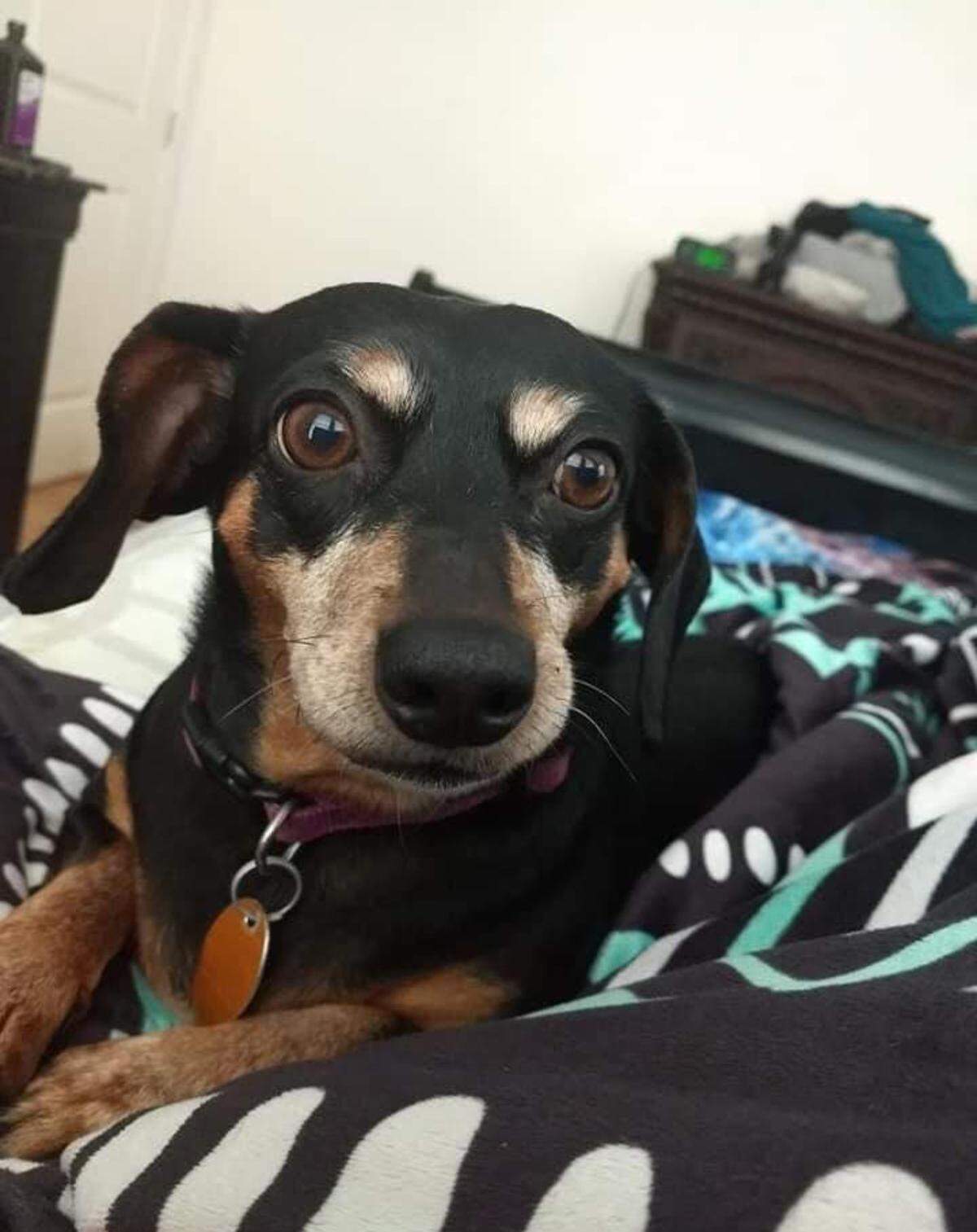 Penny, a 9-year-old, 15-pound dachshund, was the beloved pet of Loren Vanpelt.