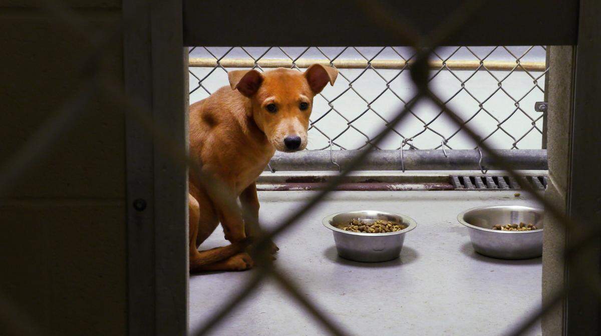 The Animal Care and Control Center, a division of the Department of Public Works, provides animal control services in Columbus, Georgia.