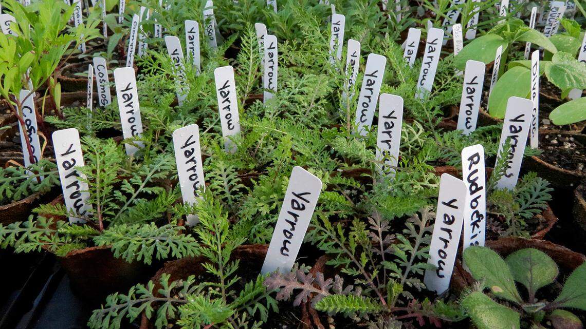 MercyMed of Columbus is hosting its first Plant Party on April 17, 2026, from 9 a.m. to 1 p.m., at MercyMed Farm, at the corner of 38th Street and Second Avenue in Columbus. The Plant Party will include local vendors with items for sale, plant giveaways, free hands-on workshops and a plant sale.