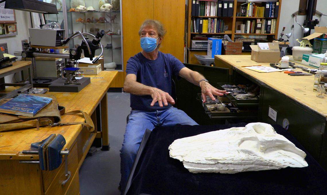 A prehistoric species has been named after a Columbus State University professor. CSU geology professor David Schwimmer is the namesake for Deinosuchus schwimmeri, a giant reptile that was so big — estimated as long as 35 feet, equivalent to a 72-passenger school bus — they feasted on dinosaurs and were considered the largest predators in the coastal wetlands of what is now the southeastern United States 75-82 million years ago.