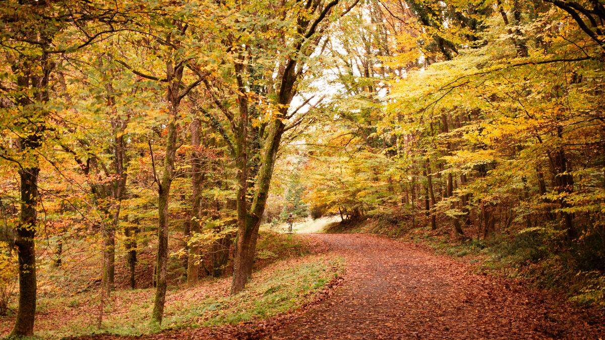 Georgia has many places to take a scenic hike.