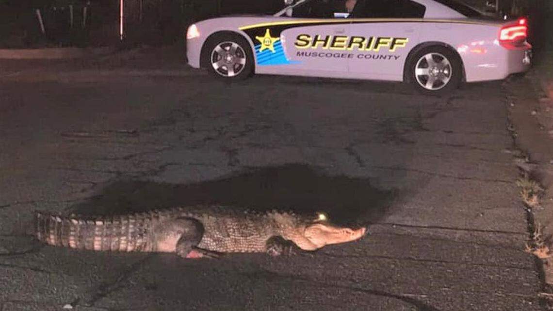 Warning: Do not feed the alligators downtown or use them to scare the tourists