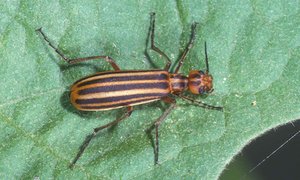 Blister Beetles are most prevalent in alfalfa fields