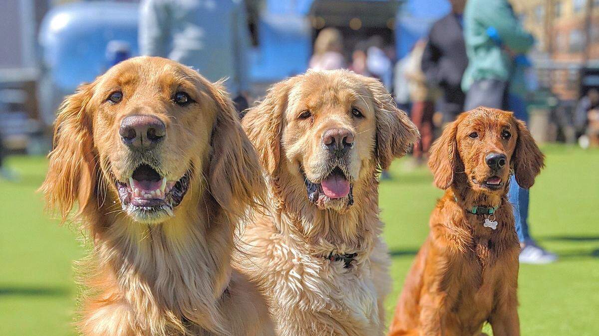 An off-leash dog park that started in Atlanta is coming to Columbus GA in fall 2021. Fetch Park will open a location at 1432 5th Ave.