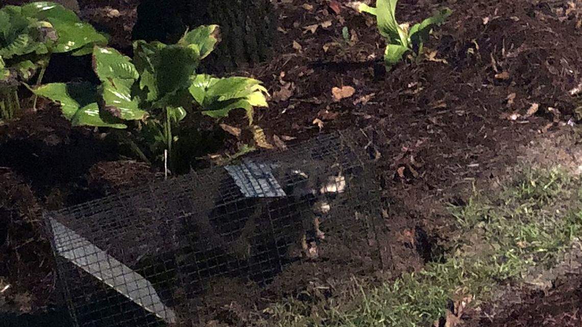 At war with one of Mother Nature’s mistakes