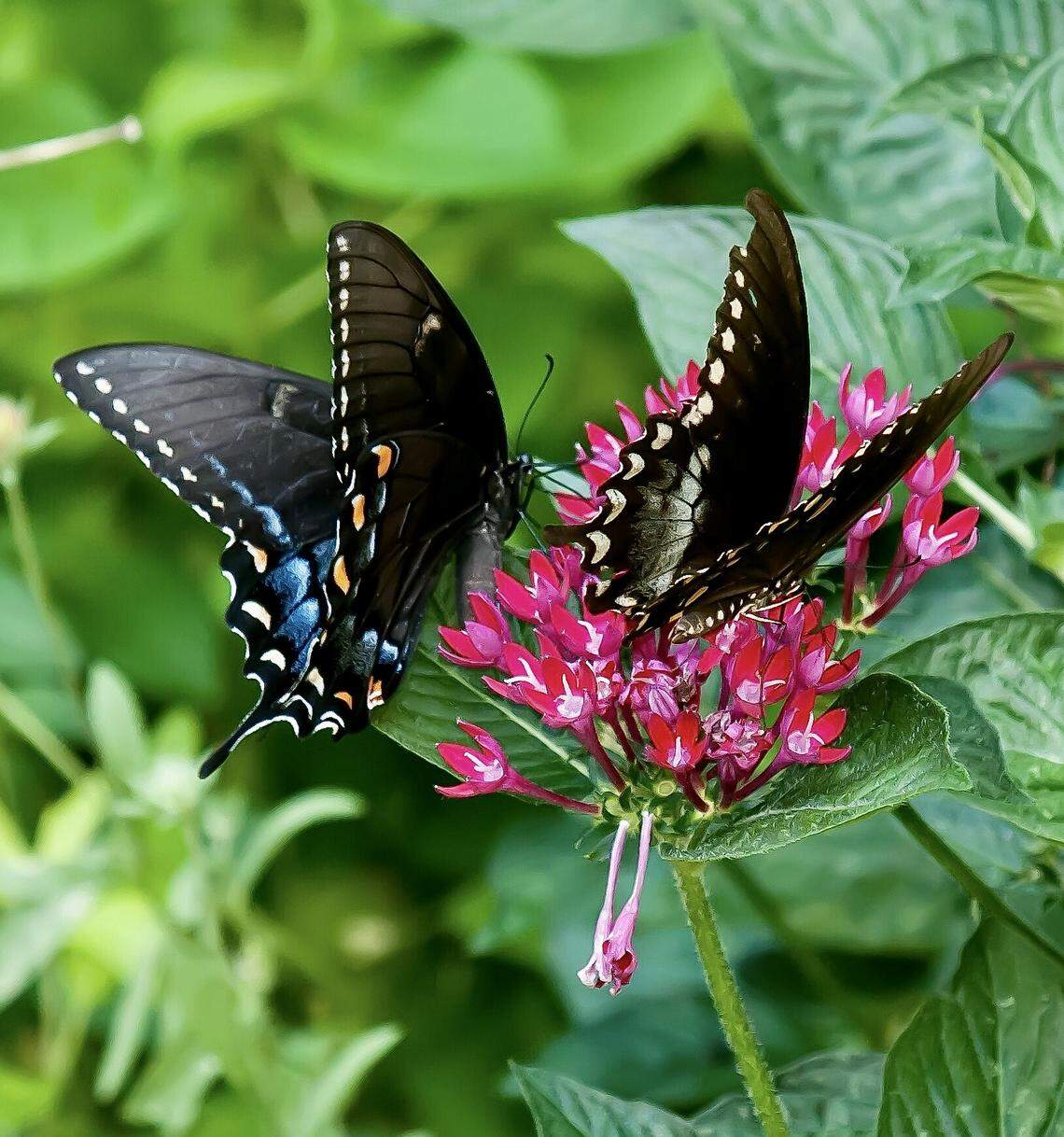 A dark morph female Eastern Tiger Swallowtail and a Spicebush Swallowtail become “Pentas Pals” while feeding on Sunstar Red pentas.