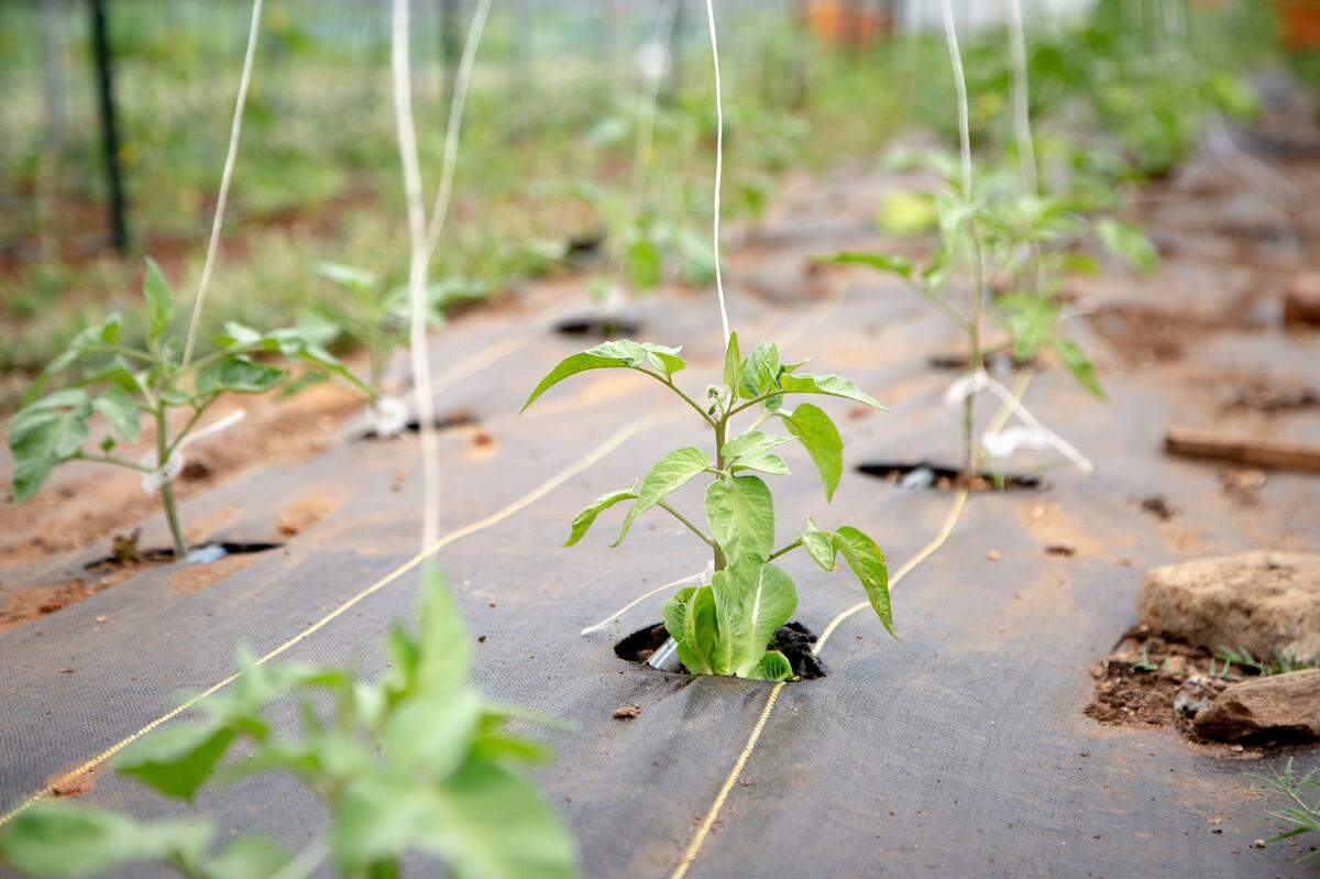 Dozens of tomato plants begin to grow at MercyMed Farm on May 4, 2022, in Columbus, Ga.