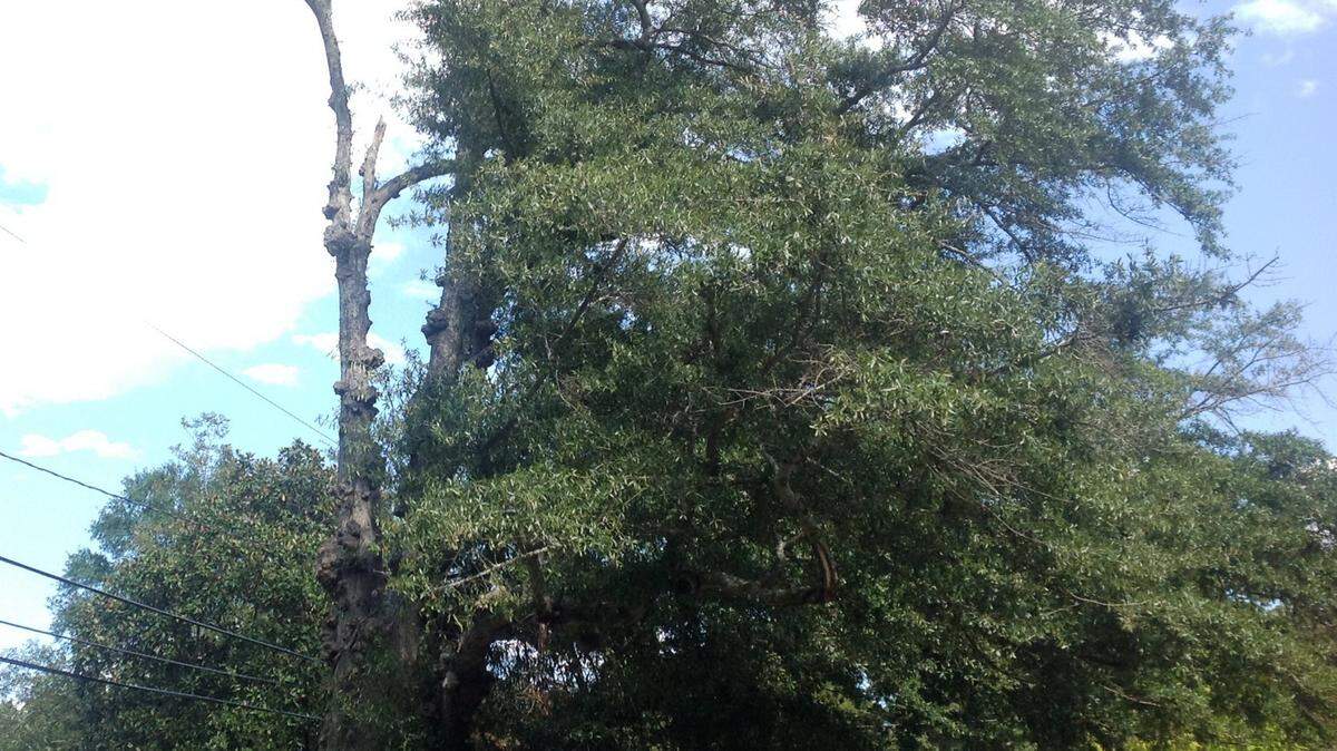 Mike Owen mowen@ledger-enquirer.com 
 Unless tests show otherwise, city arborists say this oak poses no threat.