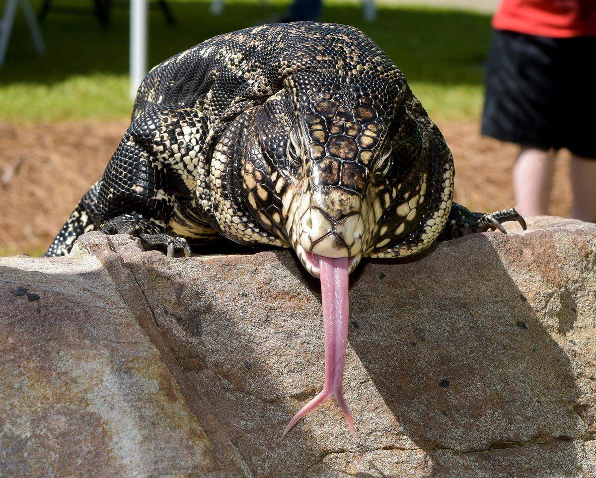 Harold, an Argentine Black and White Tegu greets visitors Saturday during the 2019 Reptile Fest at Columbus State University’s Oxbow Meadows environmental Learning Center. The event featured a variety of native and non-native critters, the opportunity to handle several different reptiles, and the opportunity to see Oxbow’s resident alligator get fed. Go to www.ledger-enquirer.com for a spotted photo gallery from the event.