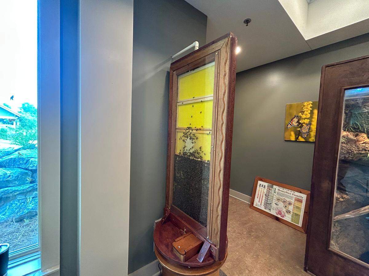 The glass beehive in the Columbus State University Oxbow Meadows Learning Center, pictured July 8, 2025, is home to thousands of bees. It operates as a normal hive, allowing the bees total control of the moisture and air flow.
