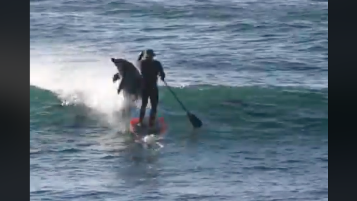 Australian paddleboarder Andrew Hill praised a dolphin for giving him a body slam off his SUP board and into the ocean after a pod swam up in a wave behind him. Video of the aquatic smackdown went viral.