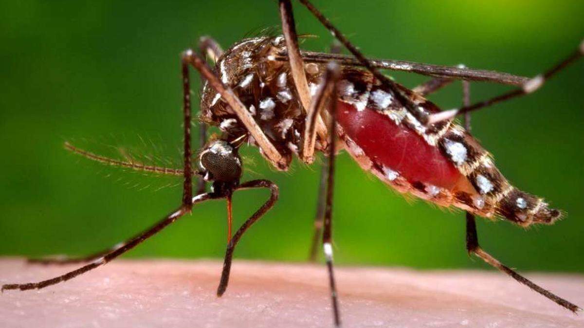FILE -- An aedees aegypti mosquito.