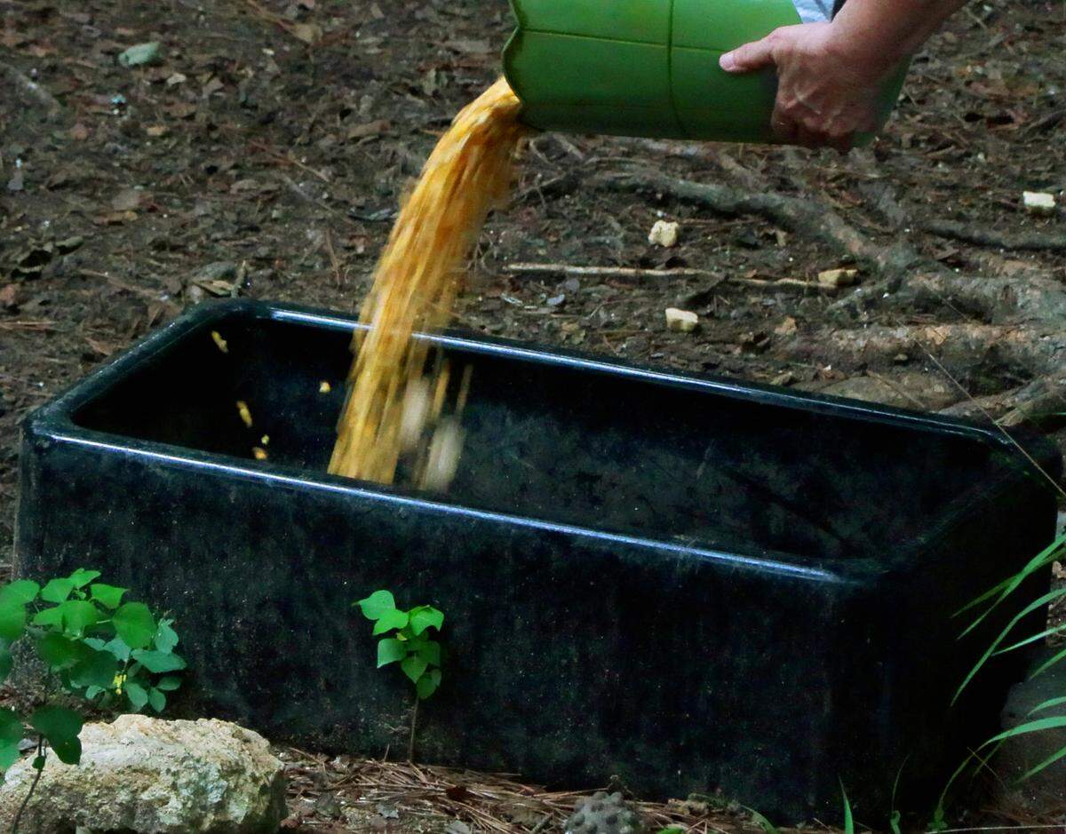 Susan Massey fills a container with feed June 19, 2025, for the several deer that visit her Columbus backyard every afternoon.