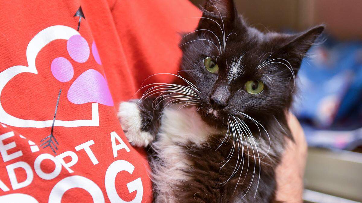 A black and white kitten named Claire at a 2020 Paws adoption event. A deal between the nonprofit and the city for Paws to handle Columbus’ animal control and care operations has been halted.