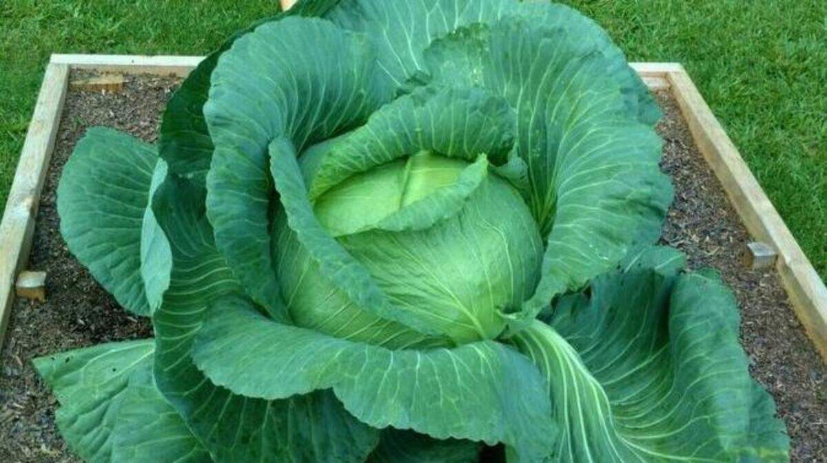 Simon Roberts grew a cabbage weighing in at 27.3 pounds and was chosen as the Alabama winner of the National Bonnie Plants Cabbage Program.