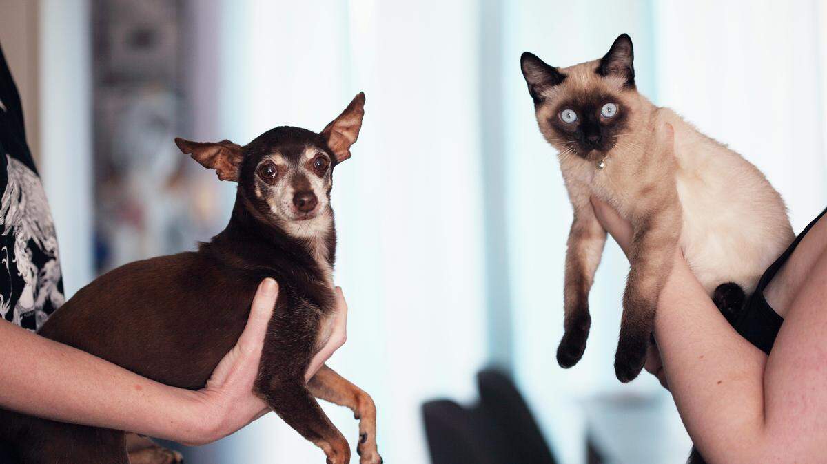 I bet your pet is way cuter than this. Enter them in the contest to prove it.