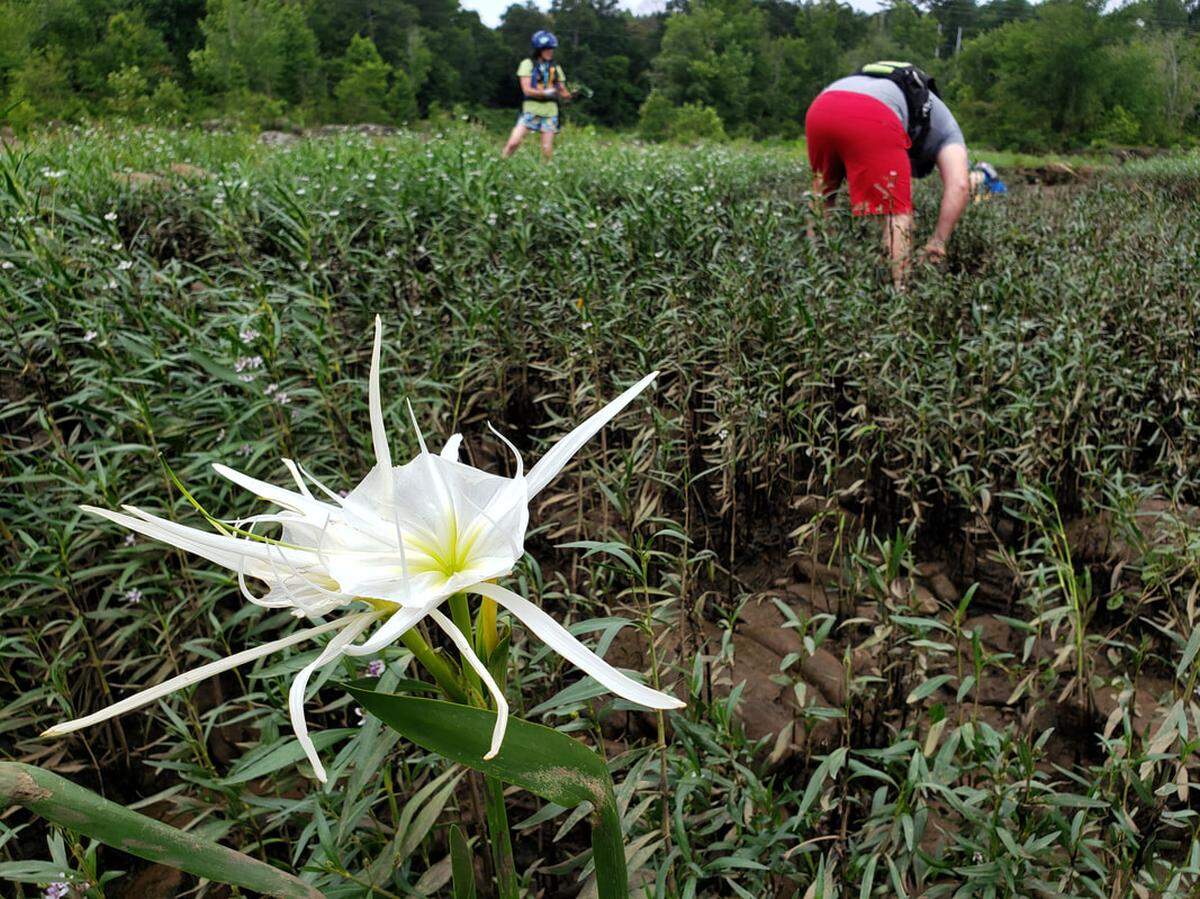 Chattahoochee River Conservancy volunteers counting shoal lily populations and gathering seeds in the Chattahoochee. 06/07/2020