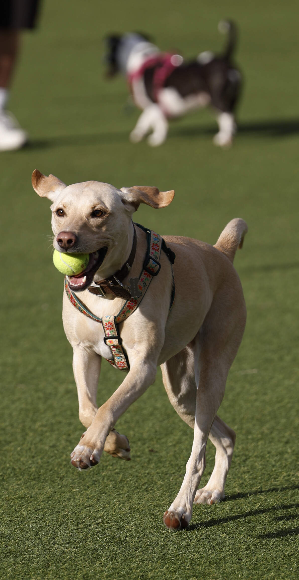 The Yard, operated by Paws Humane Society and described as a dog park and social club, welcomed the community to its soft opening Feb. 27, 2026. Paws is leasing the site previously occupied by Fetch Park, 1432 Fifth Ave., in Columbus.