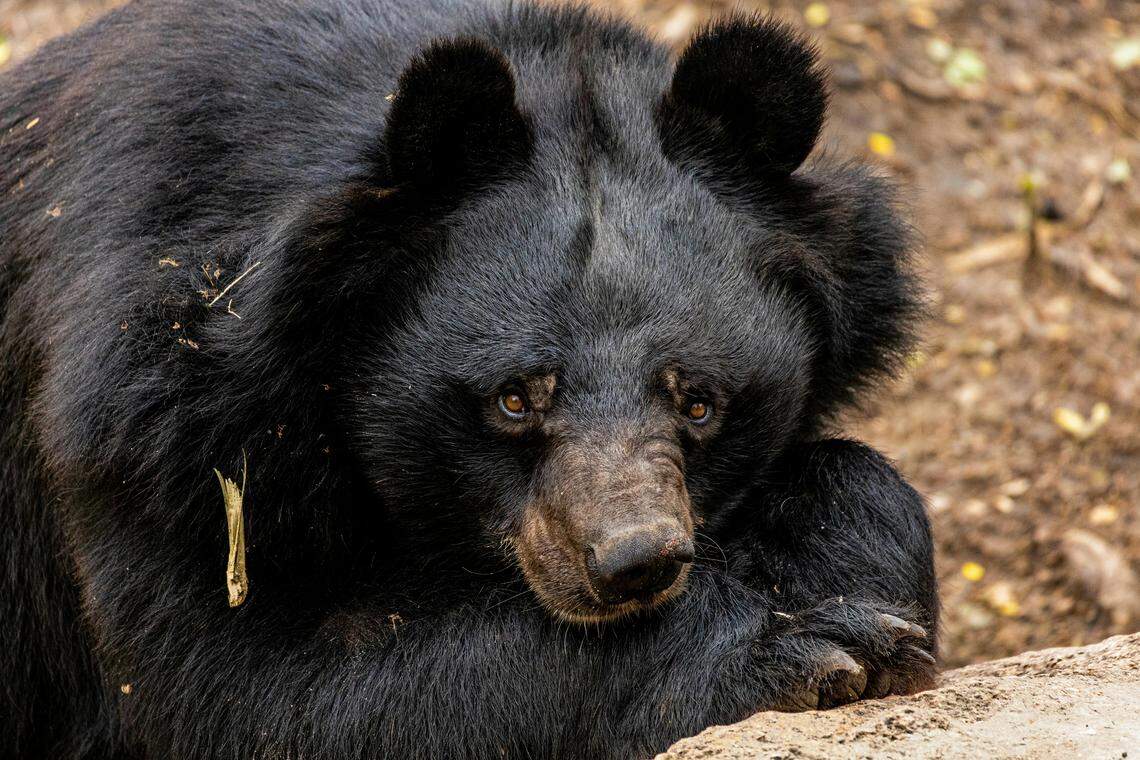 Black bears are roaming in GA more now. Here’s what to know to stay safe