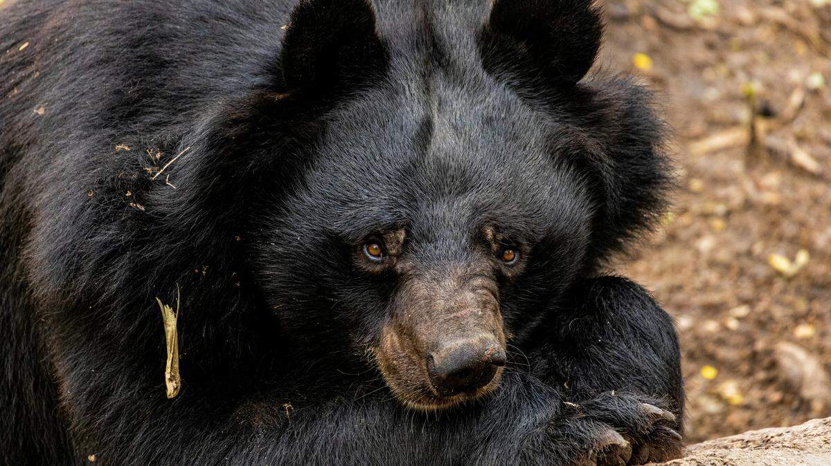 Georgia is home to an estimated 4,100 to 5,100 black bears.