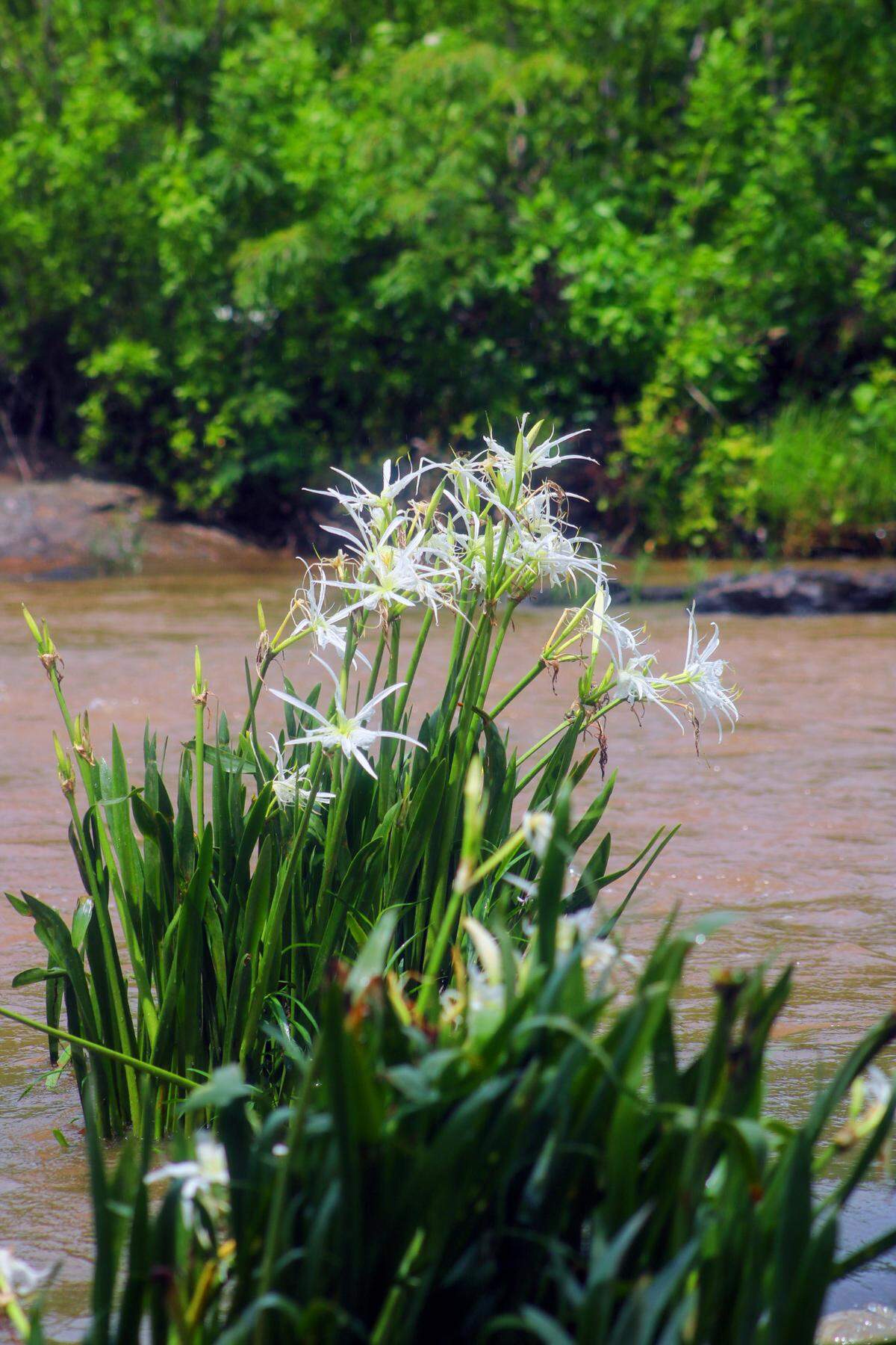 Around the beginning of May the rocky shoals spider lily starts blooming in shallow, turbulent waters in Alabama, Georgia and South Carolina.