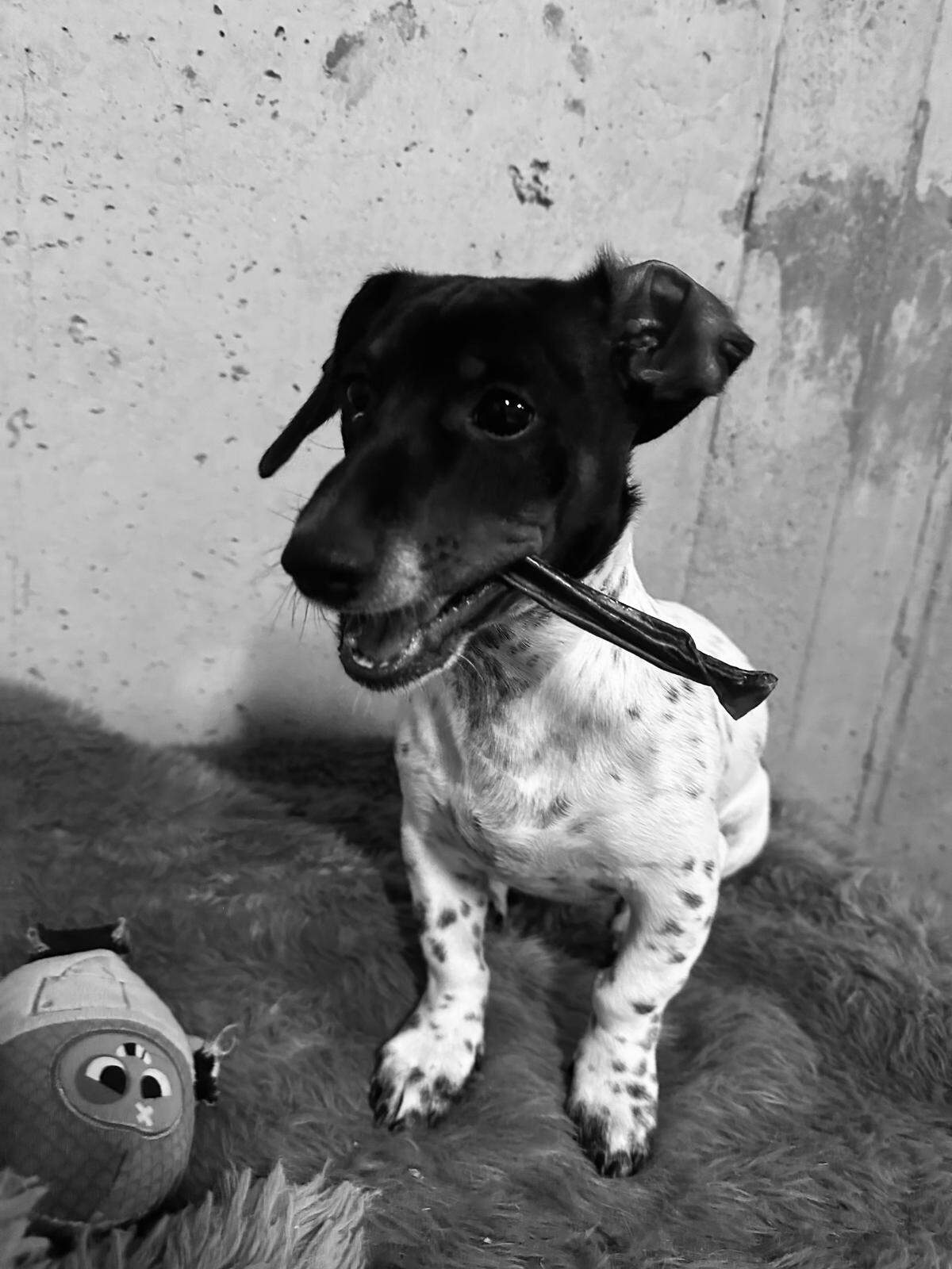 Pickles is an ideal model for pictures. 