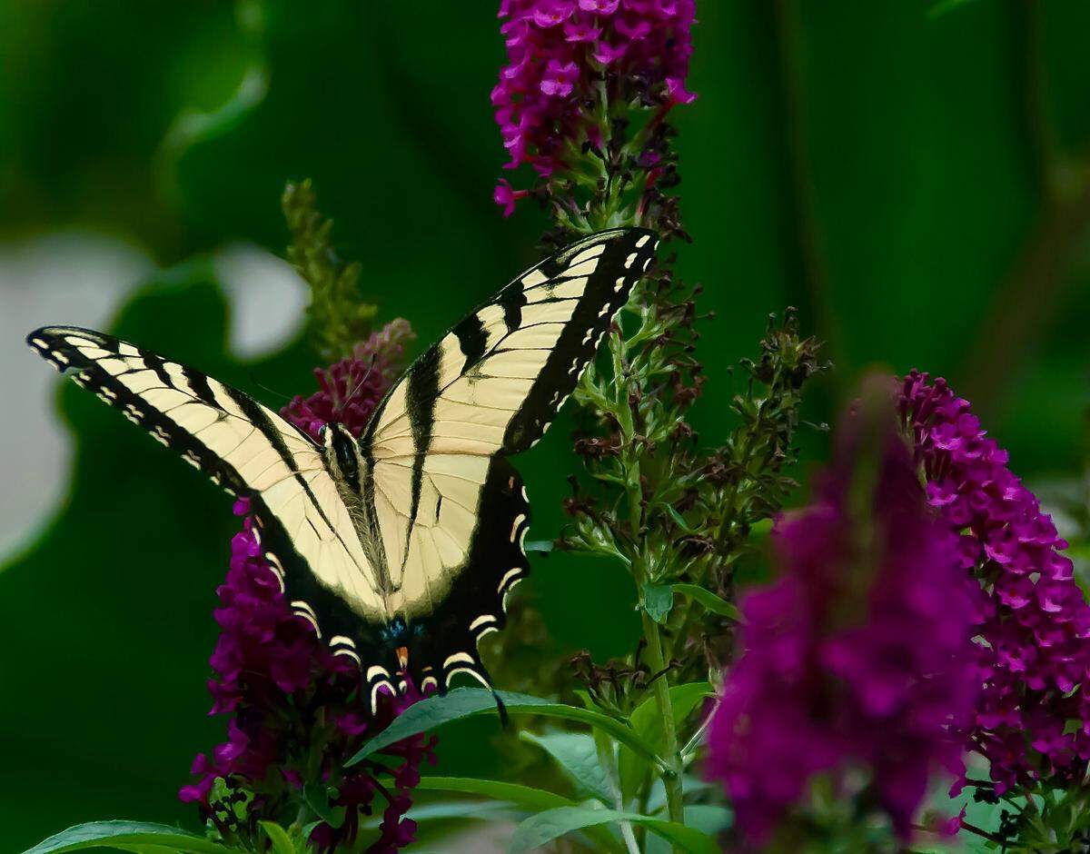 Miss Molly butterfly bush is non-invasive and can be planted in Oregon and Washington. It is a favorite of the Eastern Tiger swallowtail butterflies.