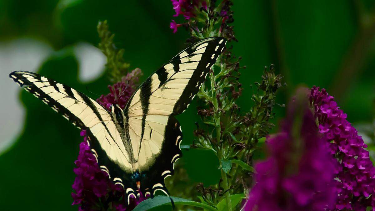 Miss Molly butterfly bush is non-invasive and is a favorite of the Eastern Tiger swallowtail butterflies.
