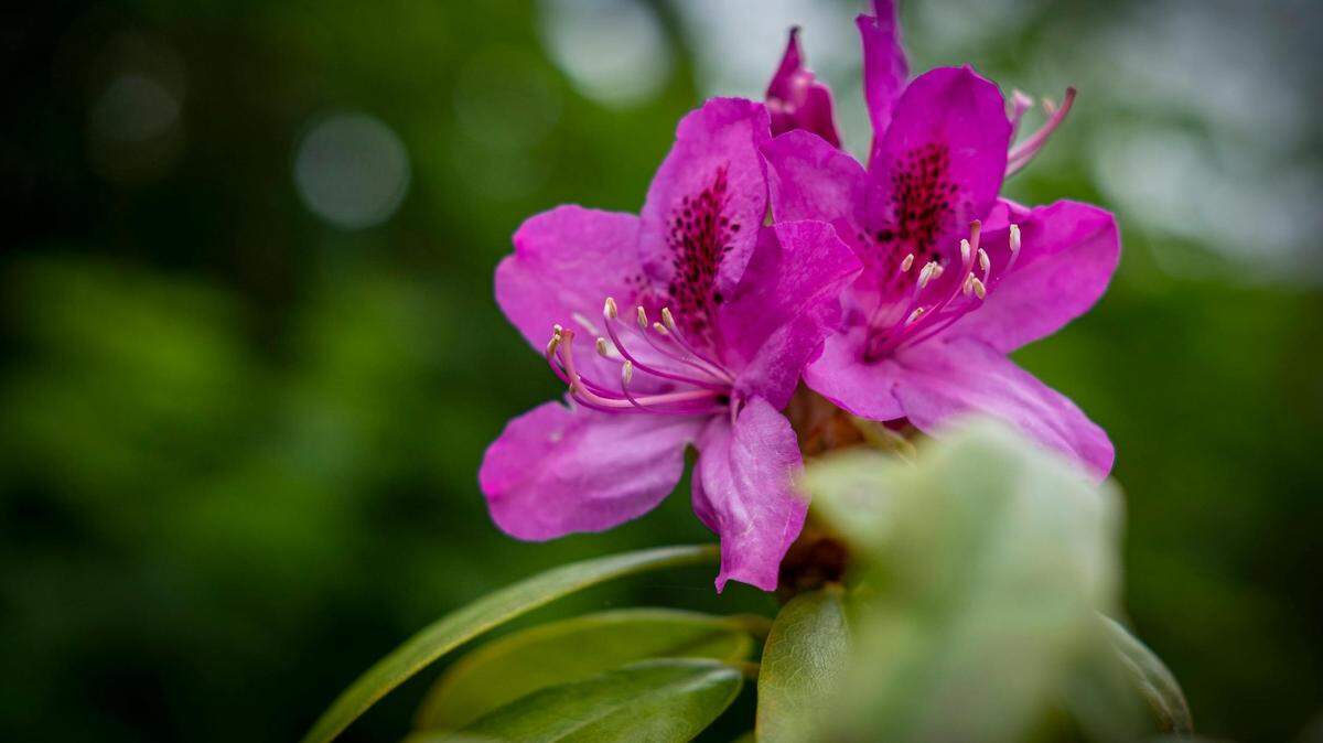 https://www.pexels.com/photo/spring-blooming-azaleas-16728028/
