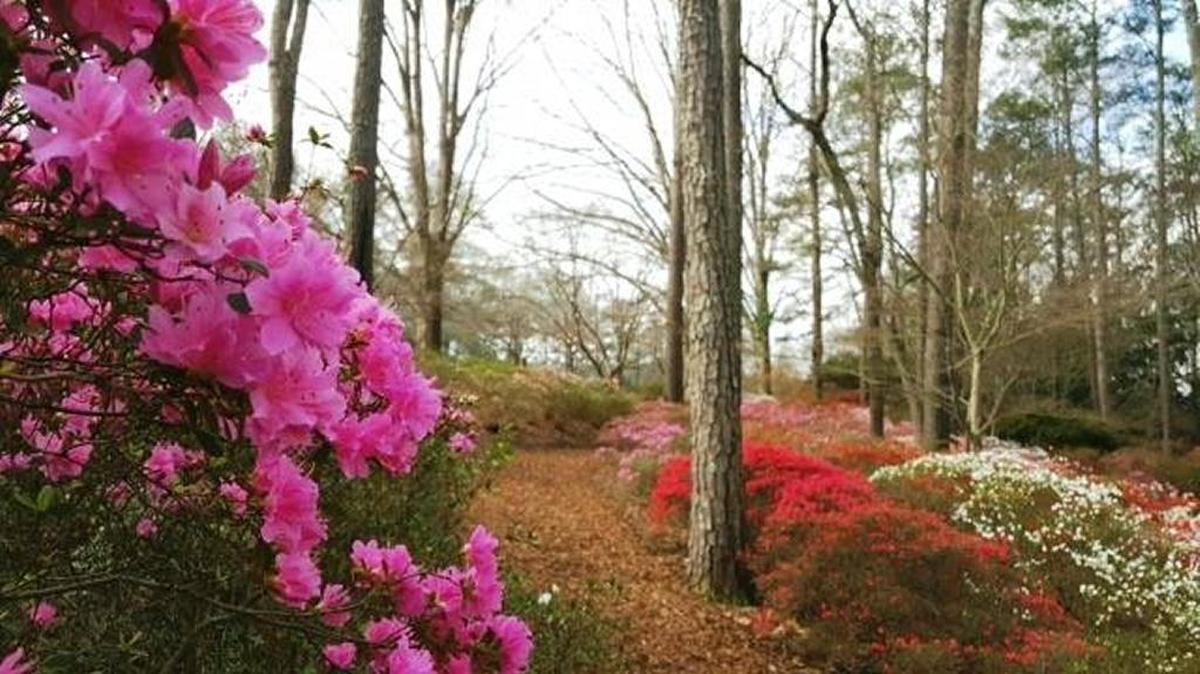 This photo shows the azaleas blooming this spring in the heavily wooded Callaway Gardens north of Columbus in Pine Mountain, Ga.