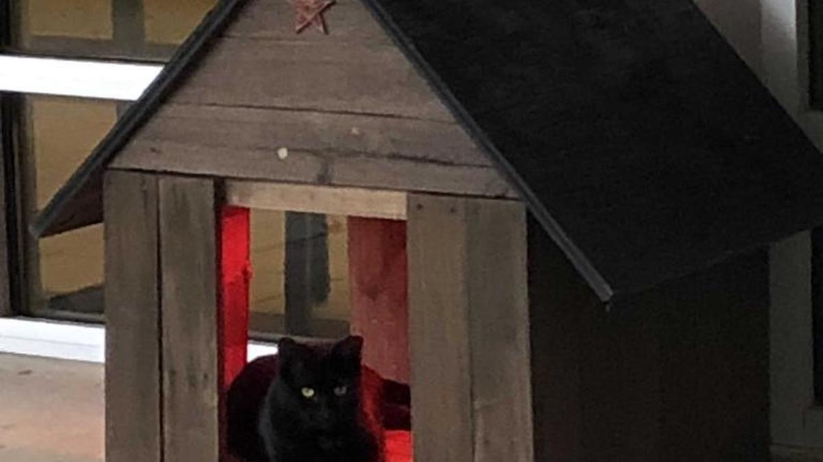 A feline named Creepers enjoys the community cat house, complete with a heat lamp, at PAWS Humane, the city’s no-kill animal shelter at 4900 Milgen Road. --